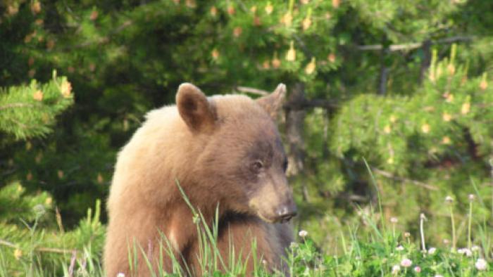 Brown bear cub sitting in a grassy field.