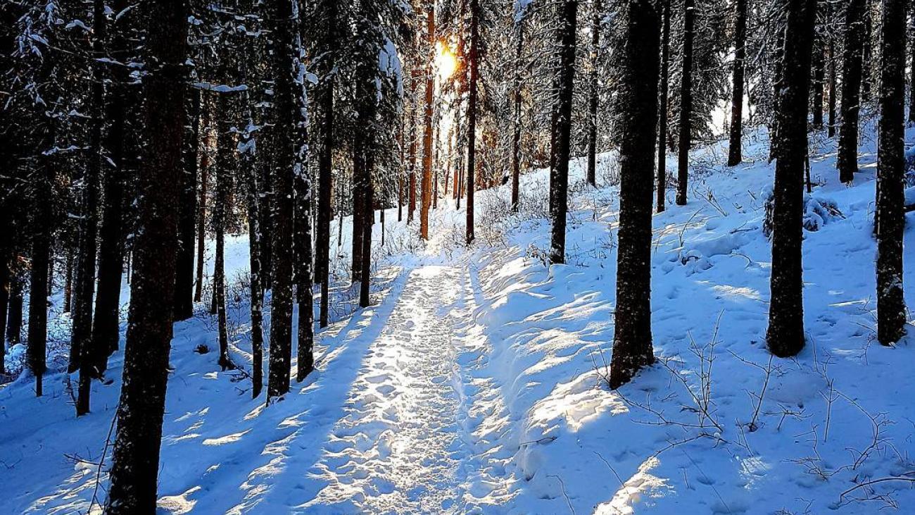 Snowy forest path with sun shining through trees.
