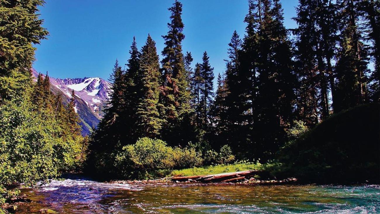 River flowing through a forest with distant snow-capped mountains.