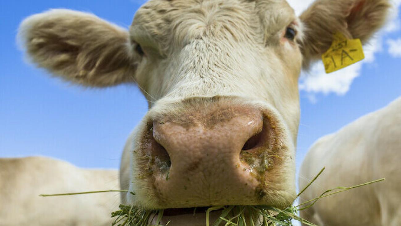 Cow chewing grass under a blue sky with clouds.