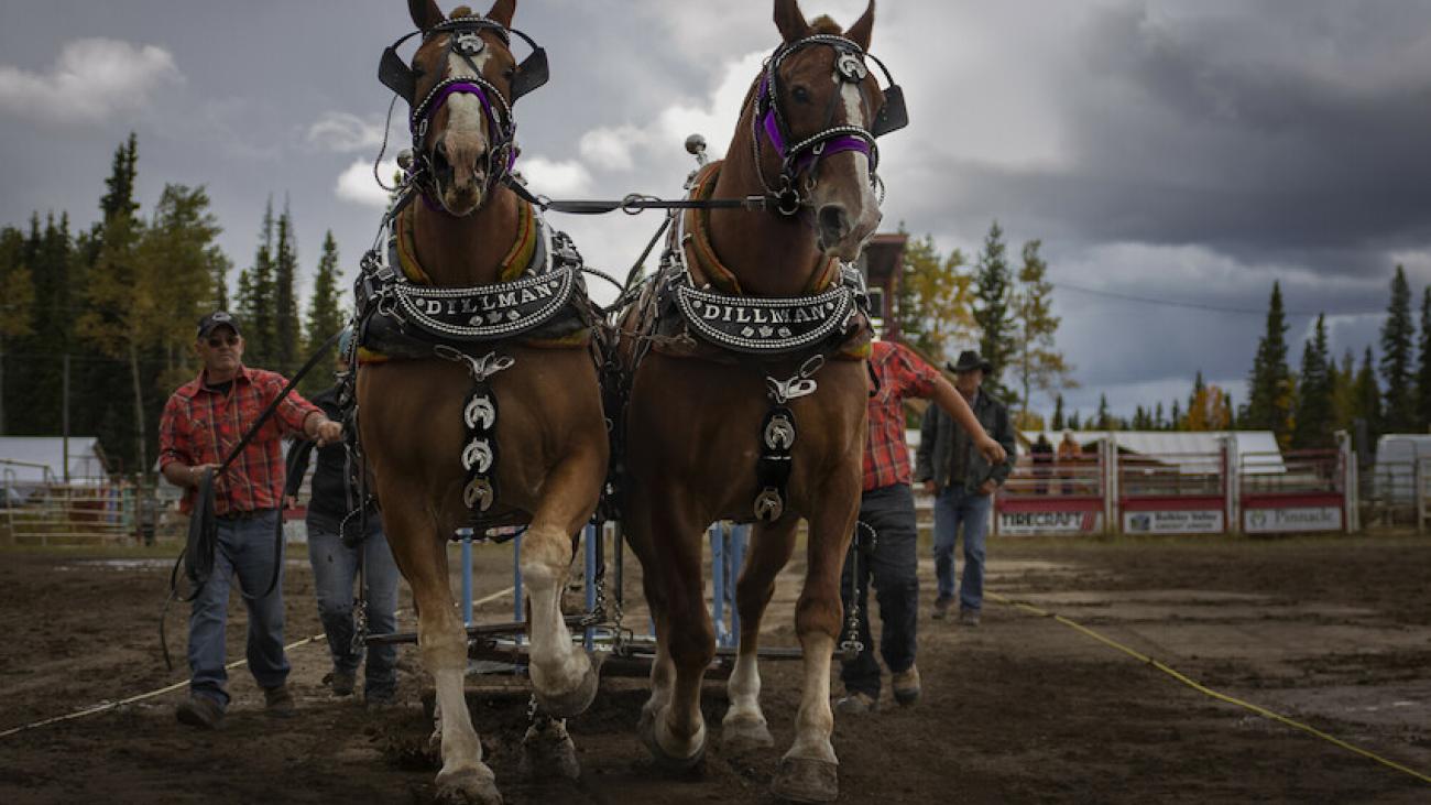 Two large horses pulling a cart, guided by people in a rural setting.