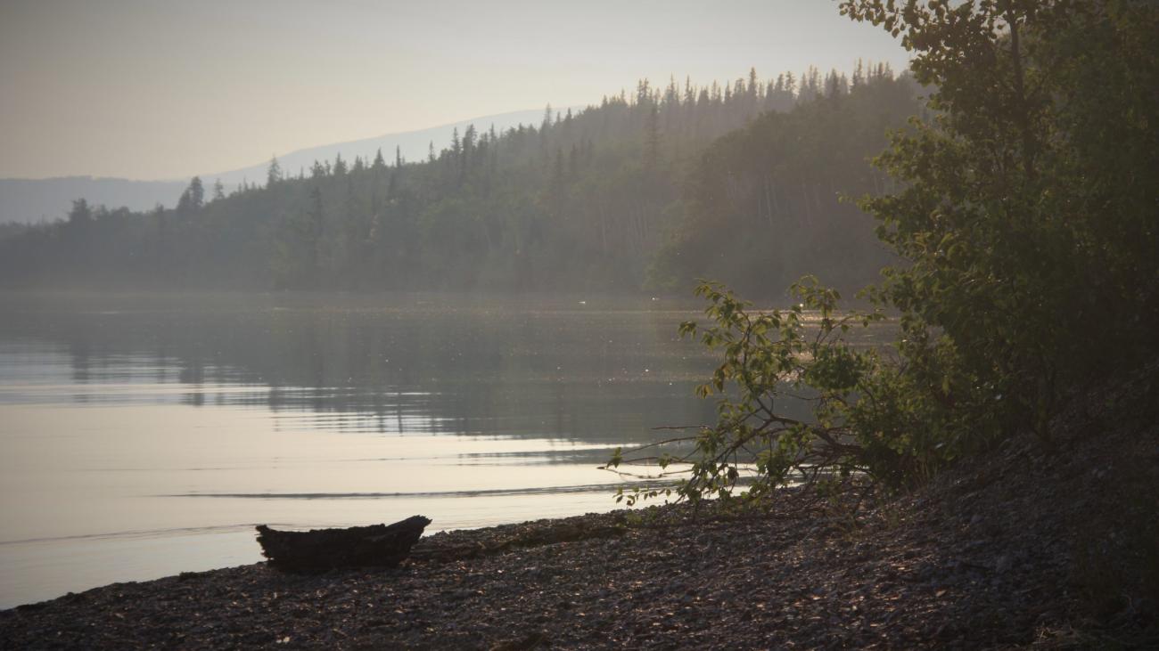 Quiet, misty shoreline with trees and smooth water.