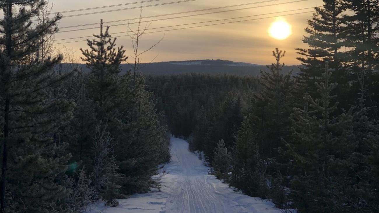 Snow-covered path through pine trees at sunset.