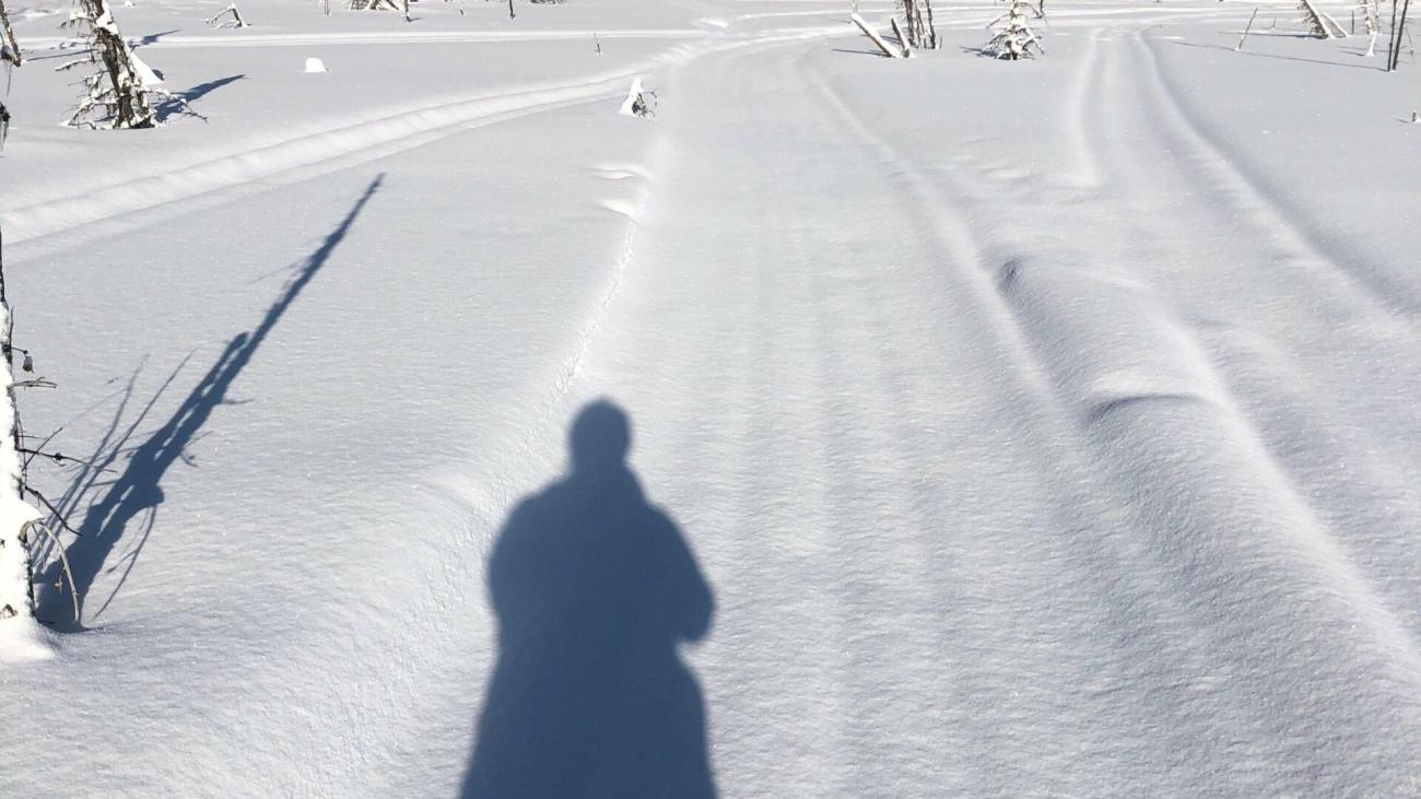 Shadow on snowy field with tall trees in the background.