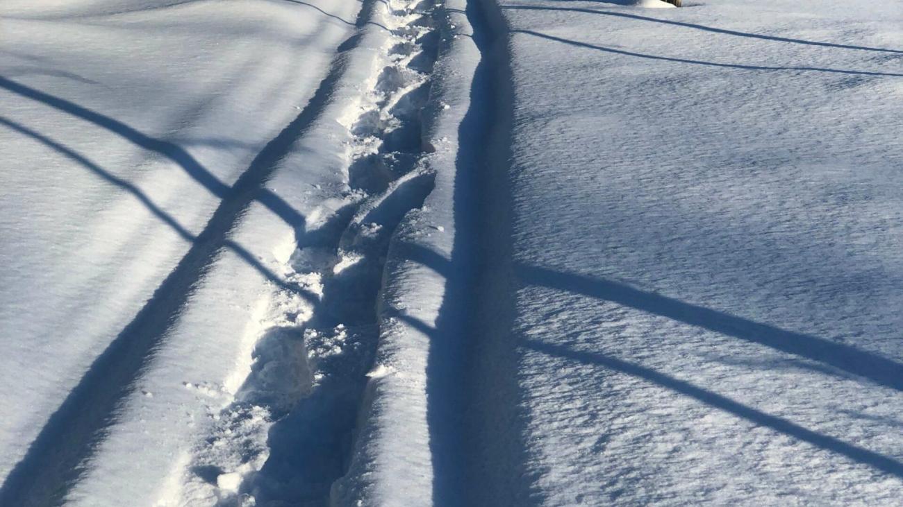 Snowy trail with ski tracks leading through a forest.
