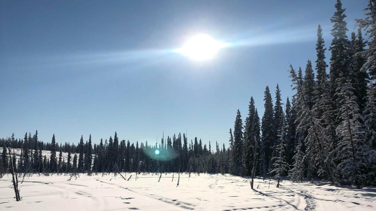 Bright sun over snowy landscape with tall trees on the right.
